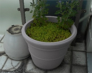 共用部分の植木鉢